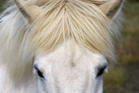 Iceland - August 26, 2017: An icelandic horse face, Iceland, Europeのeditorial素材