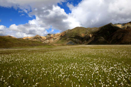 Landmannalaugar / Iceland - August 15, 2017: Artic cotton field at Landmannalaugar park, Iceland, Europeのeditorial素材