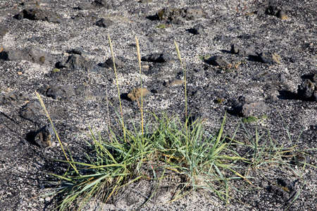 Iceland - August 15, 2017: A typical lava field near Landmannalaugar park, Iceland, Europeのeditorial素材