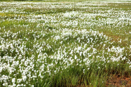 Landmannalaugar / Iceland - August 15, 2017: Artic cotton in Landmannalaugar park, Iceland, Europeのeditorial素材