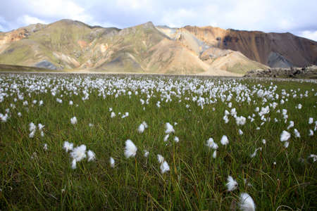 Landmannalaugar / Iceland - August 15, 2017: Artic cotton field at Landmannalaugar park, Iceland, Europeのeditorial素材