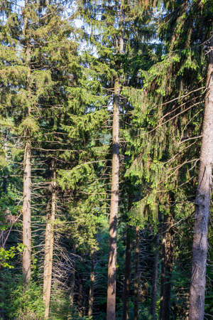 Sacro Monte (VA), Italy - June 01, 2020: The forest at Campo dei fiori regional park, Varese, Lombardy, Italyのeditorial素材