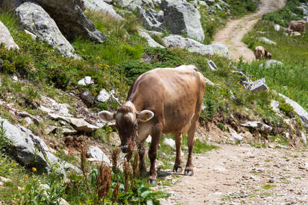 Formazza (VCO), Italy - June 25, 2020: Cows near Lake Vannino, Formazza Valley, Ossola, VCO, Piedmont, Italyのeditorial素材