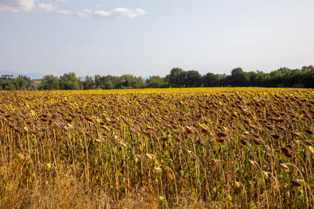 Asciano (SI), Italy - August 02, 2021: Typical scenary of Crete Senesi, Asciano, Siena, Tuscany, Italyのeditorial素材