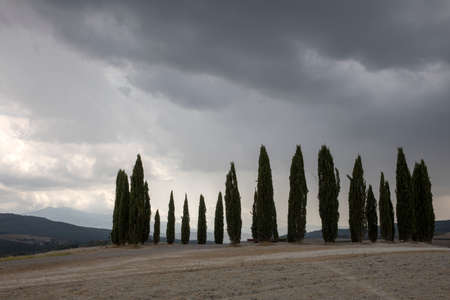 San Quirico d 'Orcia (SI), Italy - August 05, 2021: Cypress row, better known as cipressini, near San Quirico d' Orcia, Tuscany, Italyのeditorial素材
