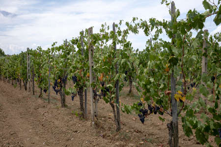 Montepulciano (SI), Italy - August 02, 2021: Grape vineyard near Montepulciano town, Tuscany, Italyのeditorial素材