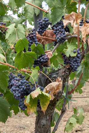 Montepulciano (SI), Italy - August 02, 2021: Grape vineyard near Montepulciano town, Tuscany, Italyのeditorial素材