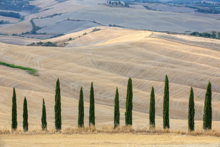 Val d 'Orcia (SI), Italy - August 05, 2021: Typical landscape in val d' Orcia, Tuscany, Italyのeditorial素材