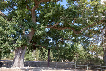 Val d 'Orcia (SI), Italy - August 05, 2021: Val d' Orcia oak the checche tree, Tuscany, Italyのeditorial素材