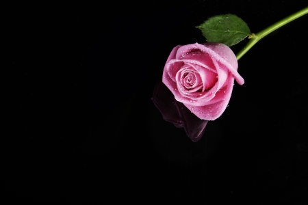 pink rose fresh bloom on black backgroundの写真素材
