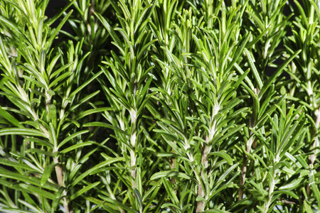 aromatic herb rosemary, on white background