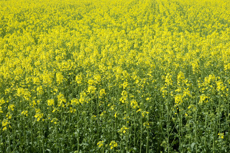 oilseed rape cultivated field blue sky landscape