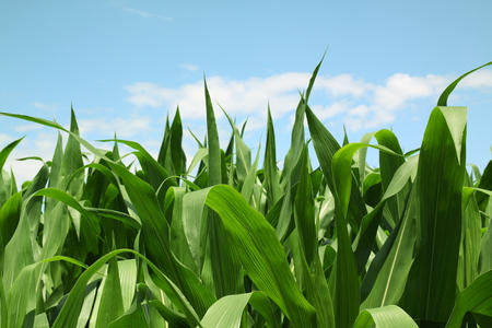 Green corn field in springtimeの写真素材