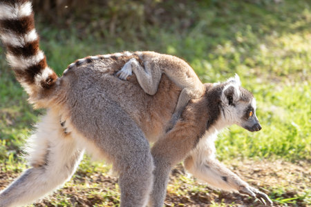 A ring tailed lemur mother with her puppy