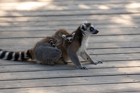 A ring tailed lemur mother with her puppyの写真素材