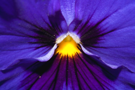 Viola in macroの写真素材