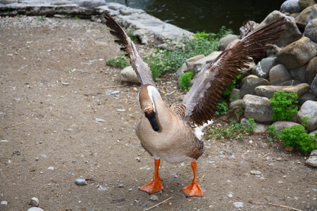 A goose with opened wings in a farmの写真素材