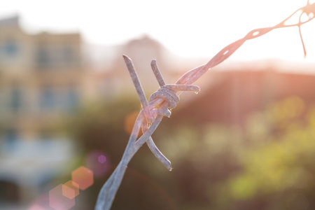 Barbed wire detail on blurred background. Sunny.