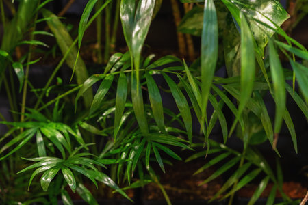 View of tropical green palm leaves. Nature summer concept.の写真素材