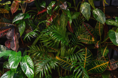 View of tropical green palm leaves. Nature summer concept.の写真素材