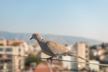 Closeup of a gray pigeon in the city.の写真素材