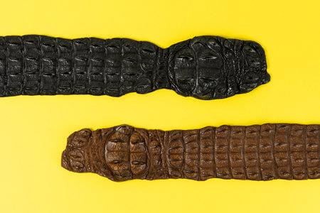 Crocodile leather belts on yellow background. Minimal fashion concept.の写真素材