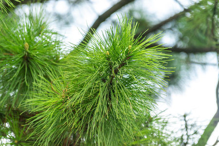 Beautiful pine branch with needles. Natural tree background.