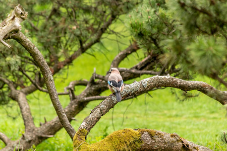 Small colorful bird in the park. Nature background.の写真素材