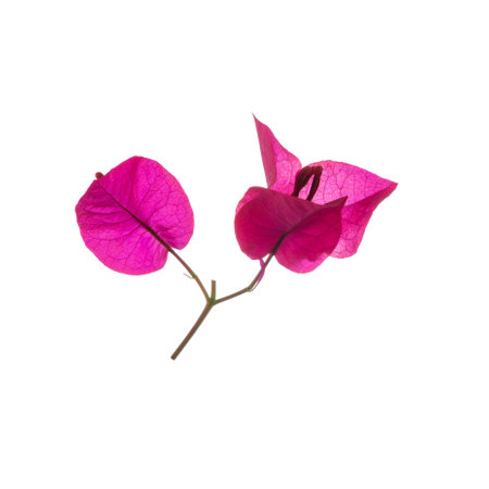 Bougainvillea flower isolated on white background, with clipping path.の写真素材