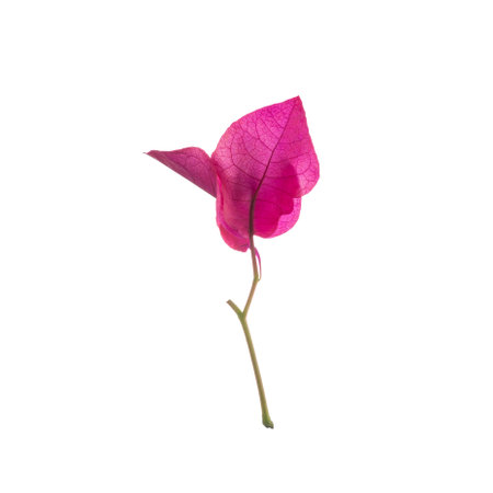 Pink Bougainvillea flower isolated on white background.の写真素材
