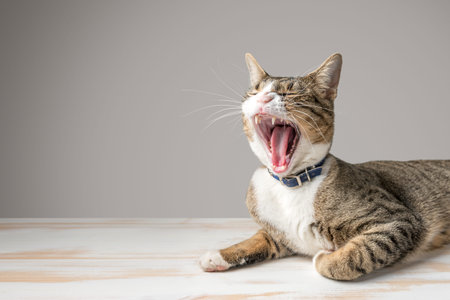 Yawning cat with open mouth close-up on gray background.