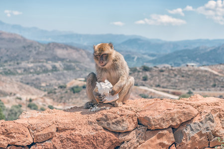 The monkey sits on the rocks and eats food.の写真素材
