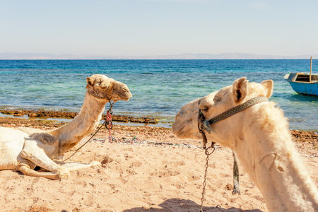 Camels resting on the Egyptian beach. Camelus dromedarius. Summertime outdoor.の写真素材