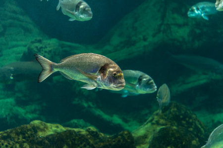 Various fishes swimming in sea aquarium.の写真素材