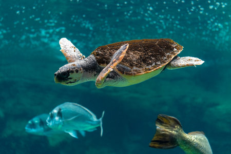 View of sea turtle swimming in sea aquarium.の写真素材