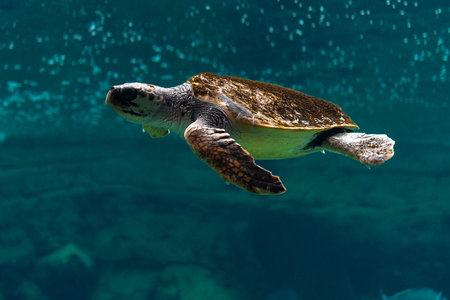 Close-up view of sea turtle in sea aquarium.