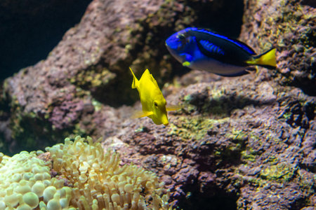 Tropical fishes swimming in sea aquarium.の写真素材