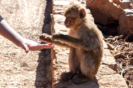 Monkey eat foodの写真素材