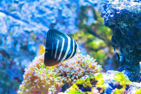 Peacock angelfish swimming in sea aquarium.の写真素材