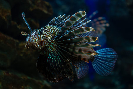 Devil firefish close up photo in aquarium.