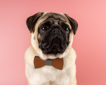 Cute Pug dog with bowtie on pink background.の写真素材