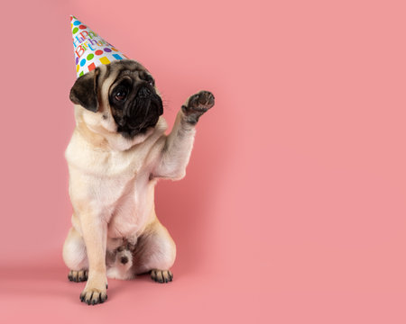 Funny Pug dog giving his paw and wearing happy birthday hat on pink background.の写真素材