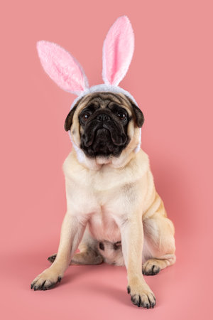 Funny Pug dog wearing Easter bunny ears on pink background.の写真素材