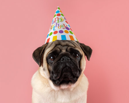Funny Pug dog wearing happy birthday hat on pink background.の写真素材