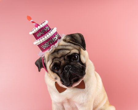 Funny Pug dog wearing pink happy birthday hat on pink background.の写真素材