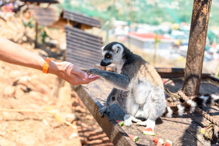 Ring-tailed lemur feeding in a contact zoo.