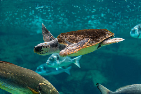 View of sea turtle swimming with fishes in sea aquarium.の写真素材