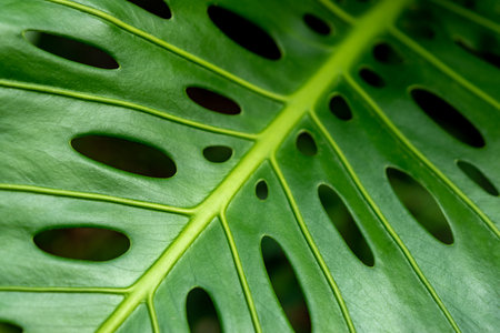 View of tropical green palm leaves on nature background, Nature summer concept.の写真素材