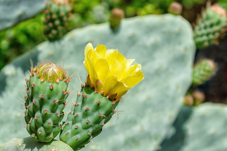 Springtime bloom on a prickly green cactus.の写真素材