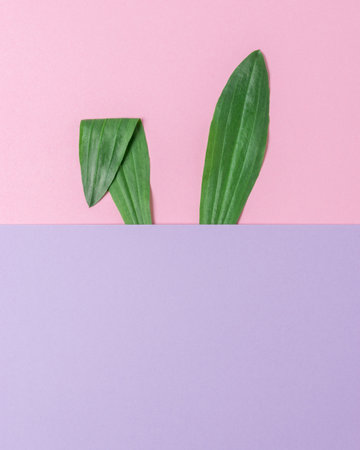 Bunny ears made of natural green leaves on pink background. Easter minimal concept. Flat lay.の写真素材